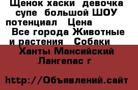 Щенок хаски, девочка супе, большой ШОУ потенциал › Цена ­ 50 000 - Все города Животные и растения » Собаки   . Ханты-Мансийский,Лангепас г.